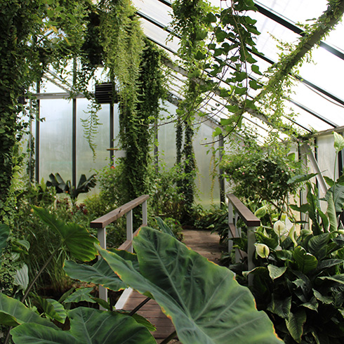 Tropical greenhouse filled with plants of varying sizes