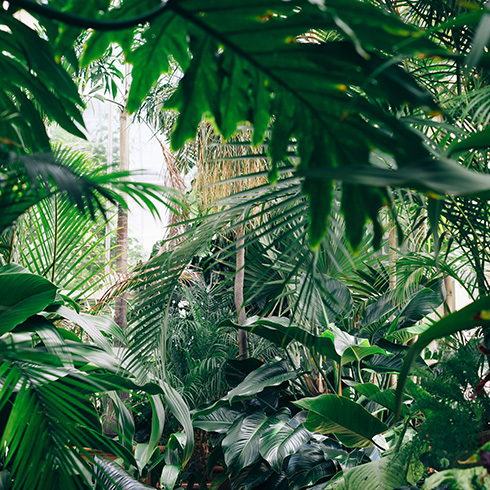 Lush jungle filled with plants