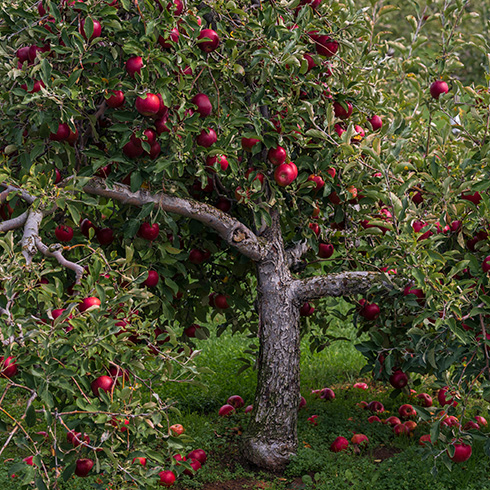 A photo of an apple tree filling the frame