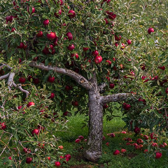 The Best Fruit Trees You Can Grow by Province