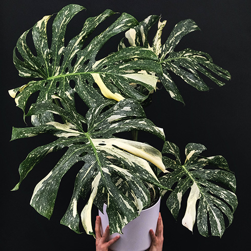 Large fenestrated monstera thai constellation against a black background.
