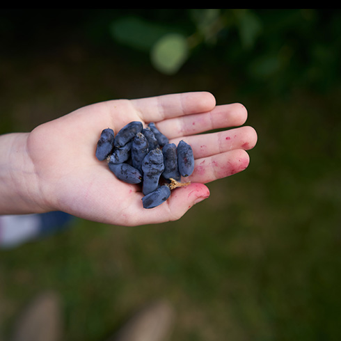 overhead shot of a handful of haskap berries, dusty blue in colour and oblong-shaped