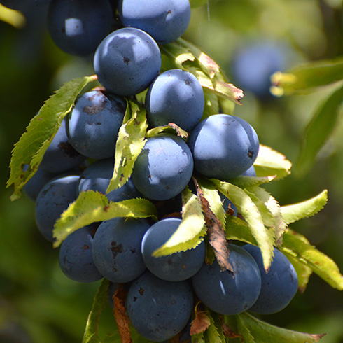 A bunch of dark blue plums hang on a tree