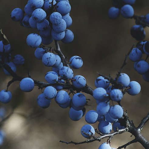 Closeup of a bunch of blueberries on a bush