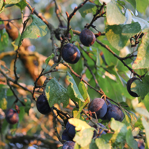 Closeup of a damson plum tree