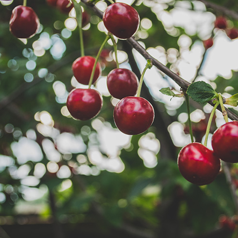 Closeup of a bunch of red cherries growing on a tree