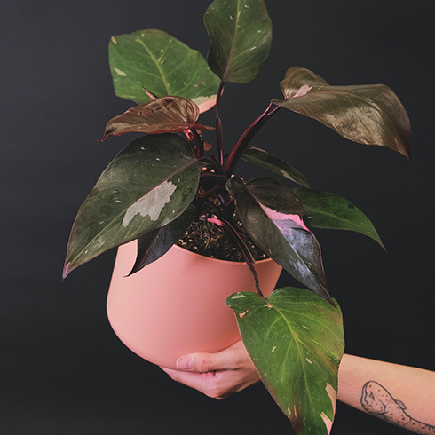A hand holding a large pink princess philodendron in a pink pot.
