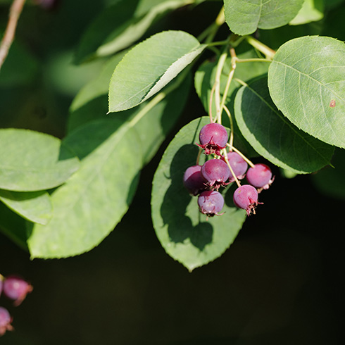 Closeup of red-burgundy saskatoon berries on a tree.