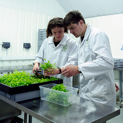 Two people in lab coats holding and studying a bunch of plant material.