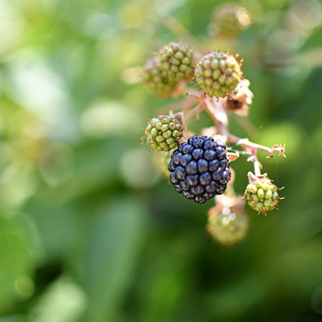 The Best Berry Bushes You Can Grow By Province - HGTV Canada