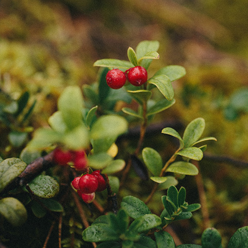 lingonberries – small, red, and shiny – on a bush