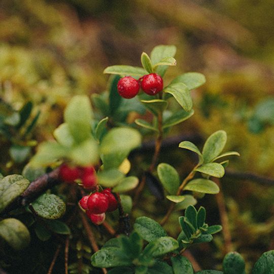 The Best Berry Bushes You Can Grow By Province HGTV Canada