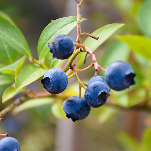 closeup of blueberries on a bush