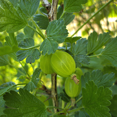 a closeup of green gooseberries on bush