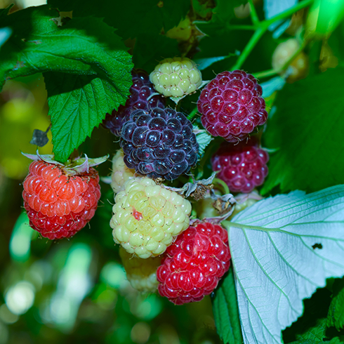 closeup of raspberries in various stages of ripeness on a bush