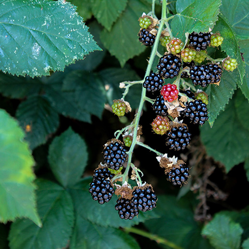closeup of blackberries on a bush