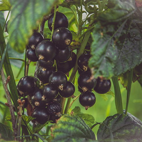 a bunch of glossy black currants – small round berries – on a bush