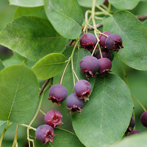 saskatoon berries – that look like small, red versions of blueberries – hanging in a cluster on a bush