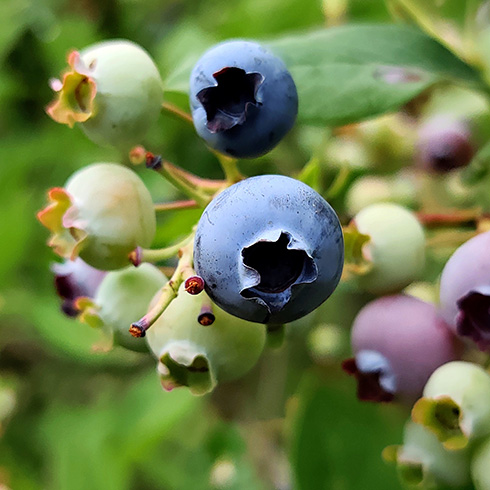 closeup of blueberries in varying states of ripeness on the bush