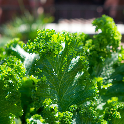 Closeup of kale growing in a sunny garden