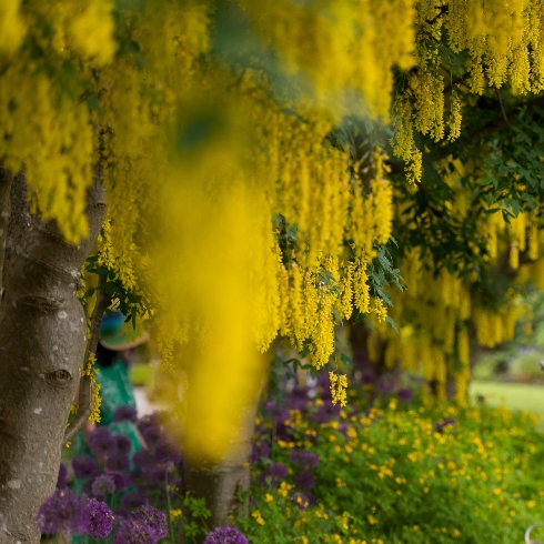 Golden Chain trees in bloom at the VanDusen Botanical Garden in Vancouver