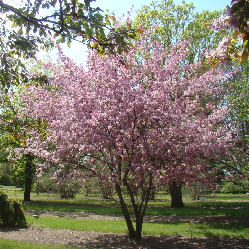 A crabapple tree in full bloom with pink flowers at the Patterson Garden Arboretum in Saskatoon