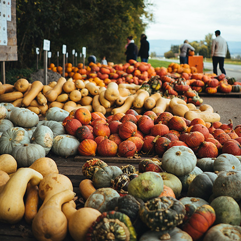A field of various squashes with people in the background