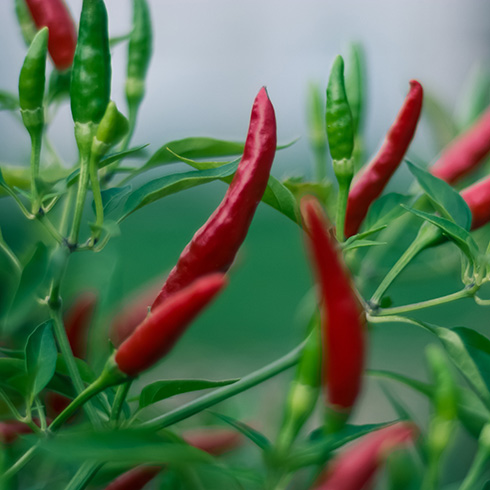 Small red chilli peppers growing on a pepper tree