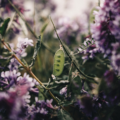 A ripe pea pod growing on a bush surrounded by lilac flowers