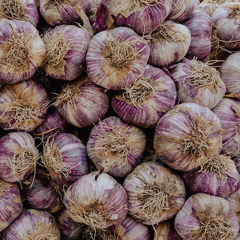 Closeup of lots of garlic heads