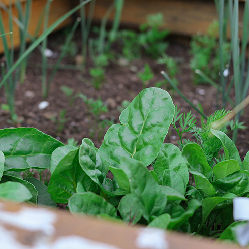 Spinach growing in a raised garden bed