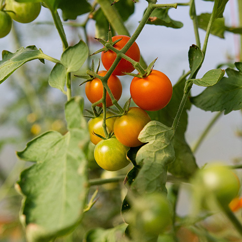Closeup of cherry tomatoes in various states of ripeness on a plant