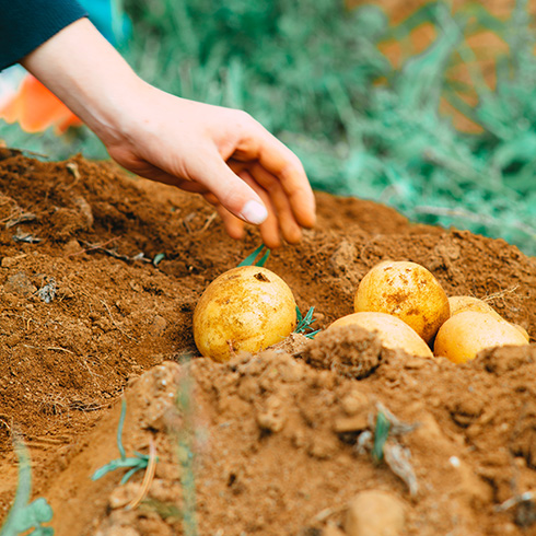 A person's hand picking up potatoes from in the dirt