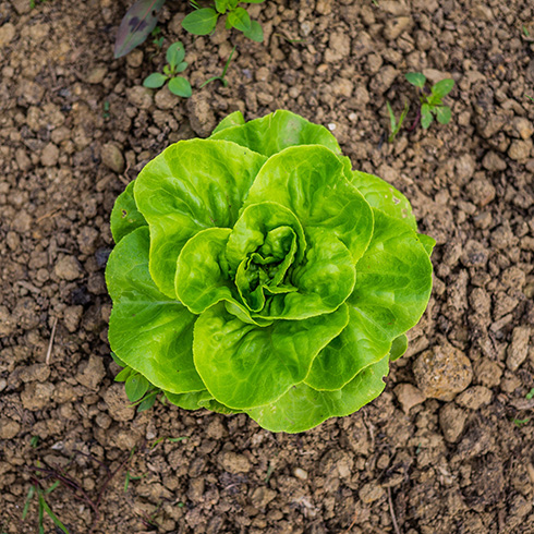 Overhead view of a head of lettuce growing in a garden