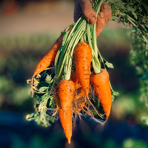 A person's hand holding a bunch of carrots by the stems