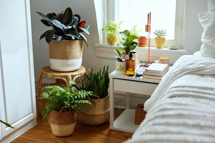 Cropped shot of a sunny bedside table filled with plants. Plants surround the end table on the floor.