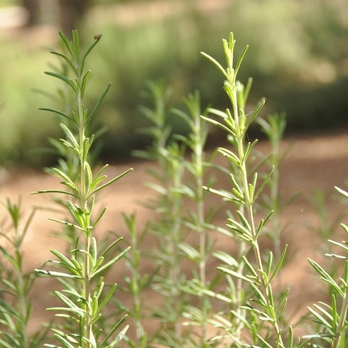 Rosemary sprigs sprouting out of the garden in wilderness.