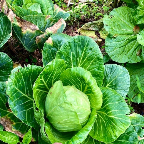 Vibrant green heads of cabbage growing in garden bed.