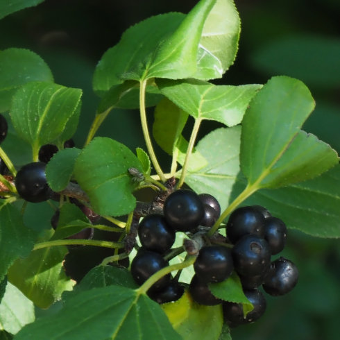 Close-up of the purple and black berries on a common buckthorn tree with lush vegetation in the background.