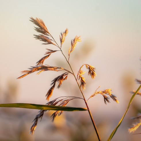 A shot focused in on a common reed plant