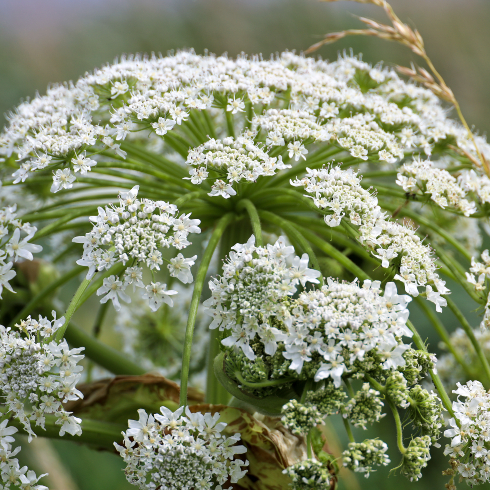 Large hogweed Along side of The road - stock photo