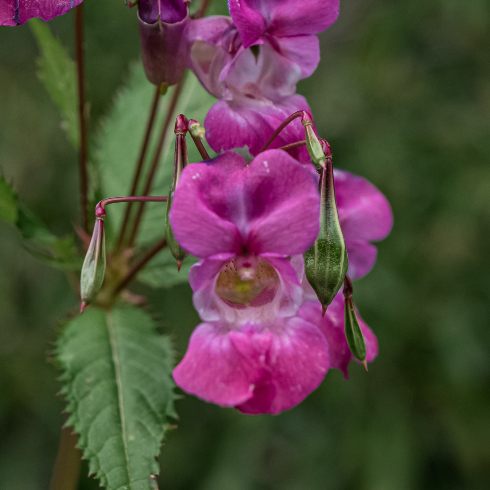 A pinkish-purple Himalayan Balsam flower