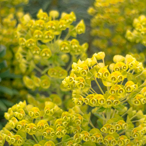 Euphorbia plants in bright sunlight on a green background in springtime.