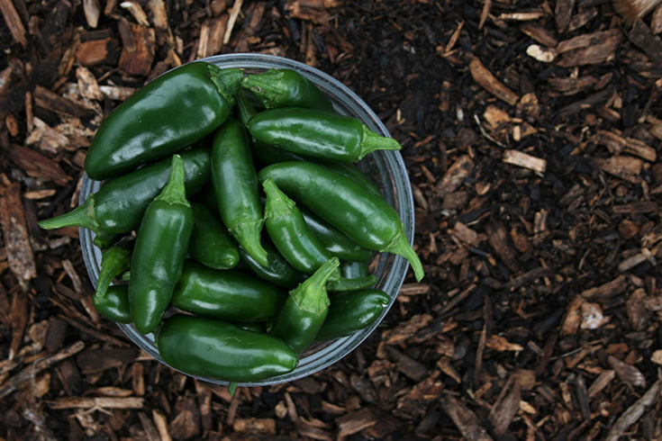 overhead shot of a bowl of green jalapeno peppers