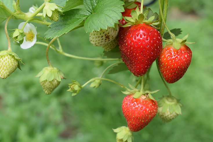 closeup of strawberries on a strawberry bush