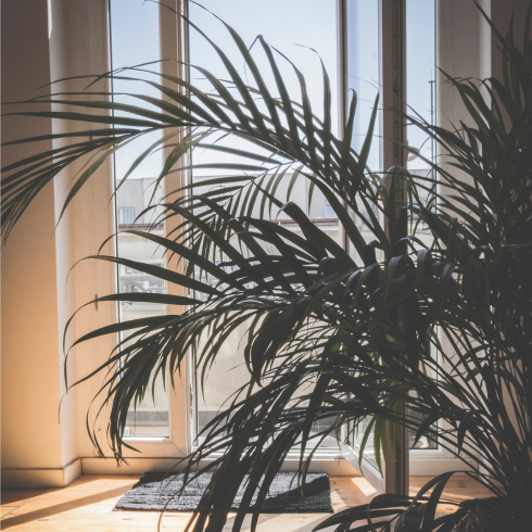 Sun room with a plant in front of it
