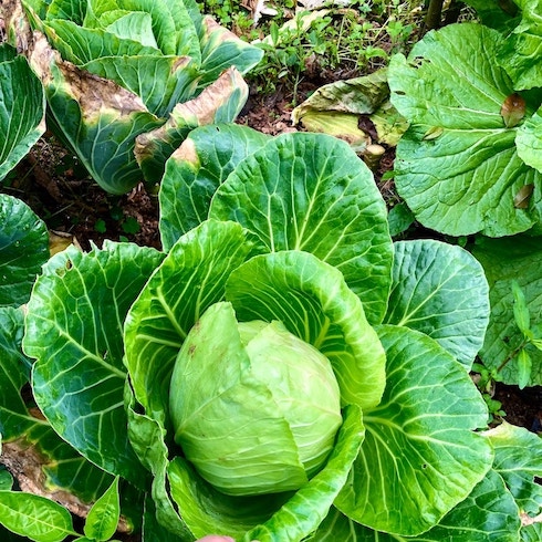 Green cabbages growing in a garden
