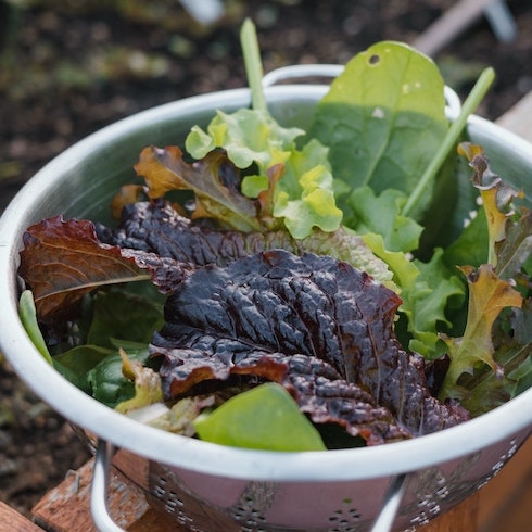 A variety of lettuce leaves in a silver bowl beside a garden