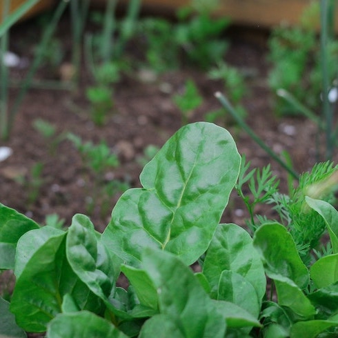 Green spinach leaves growing in a garden