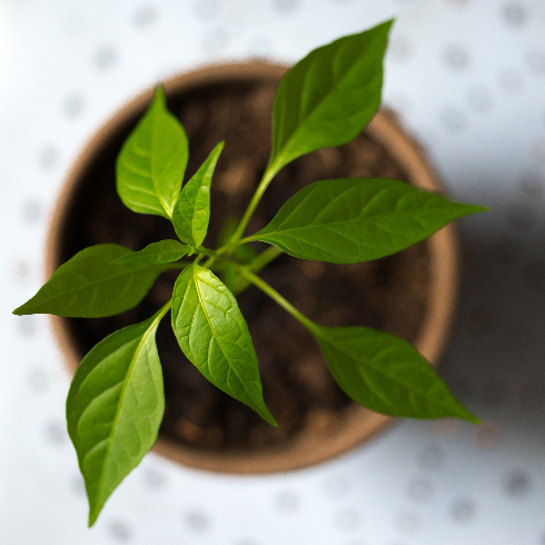 An overhead shot of potted basil